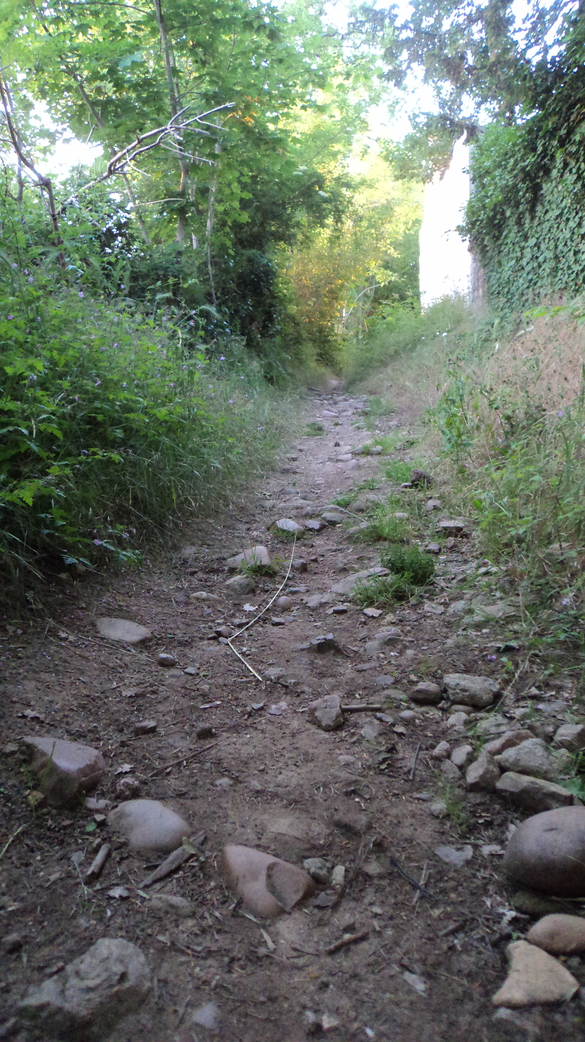 020_petitChemin.JPG