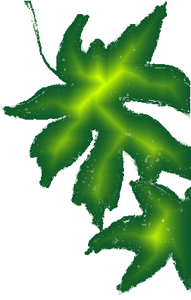 feuille_vert_clair.png