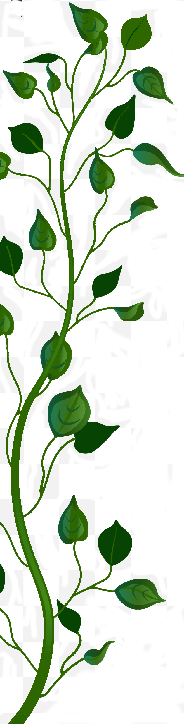 vigne_vierge_verte.png