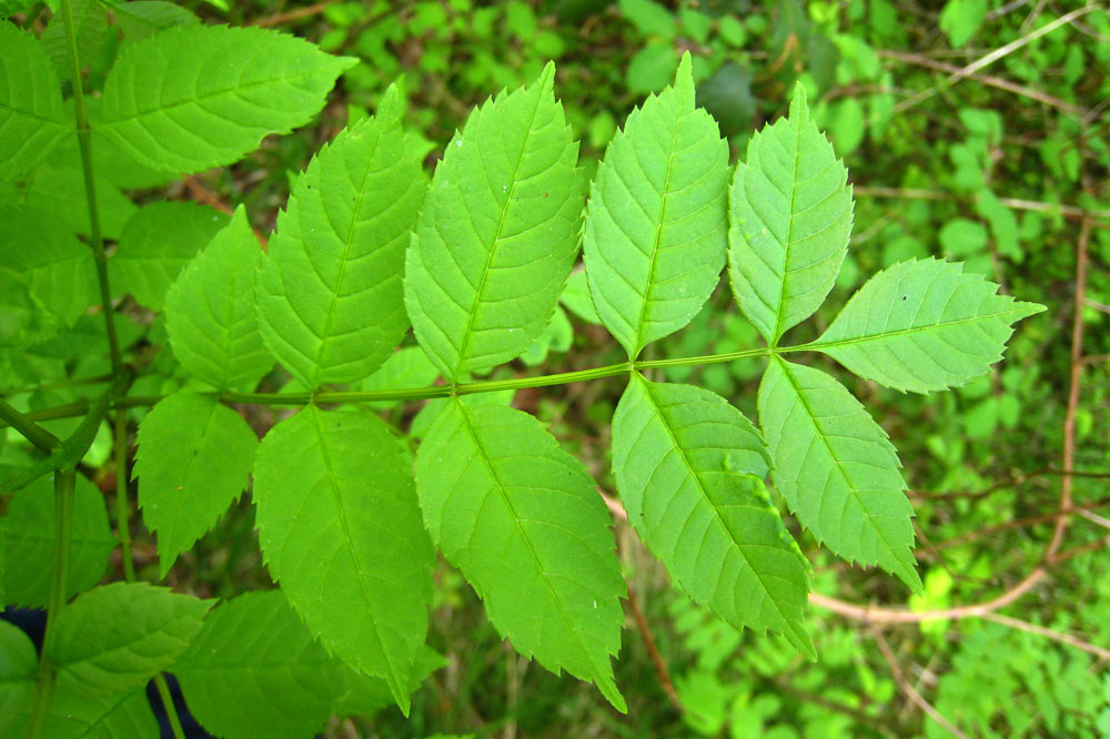 fraxinus-excelsior-feuilles.png
